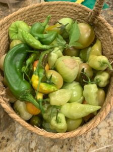 A woven basket full of an assortment of freshly picked peppers.
