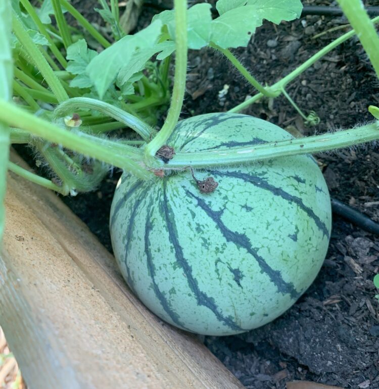 A large watermelon ripening on the vine.