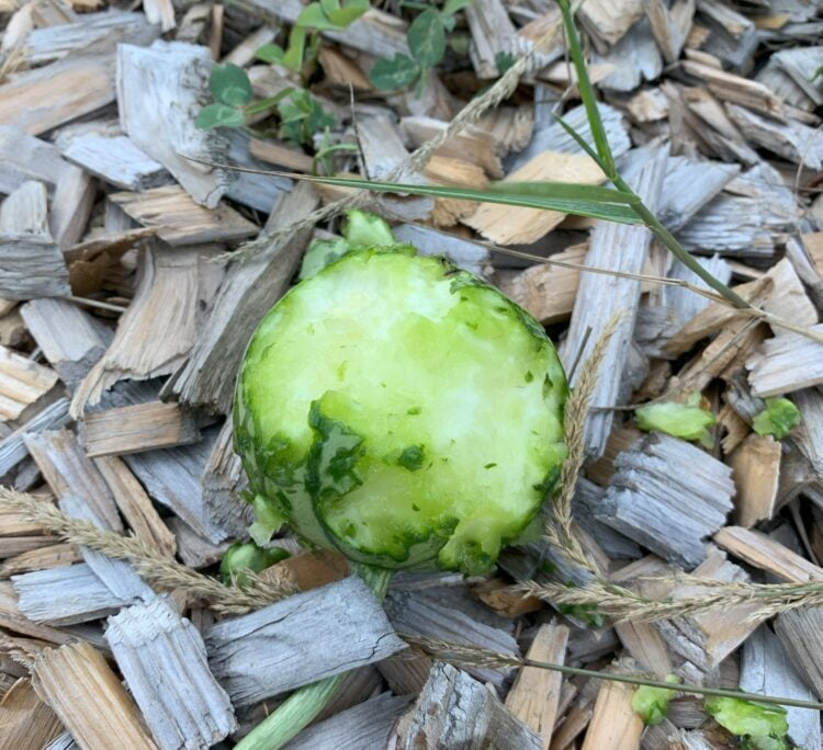 A small, half-eaten melon sitting on bark chips.