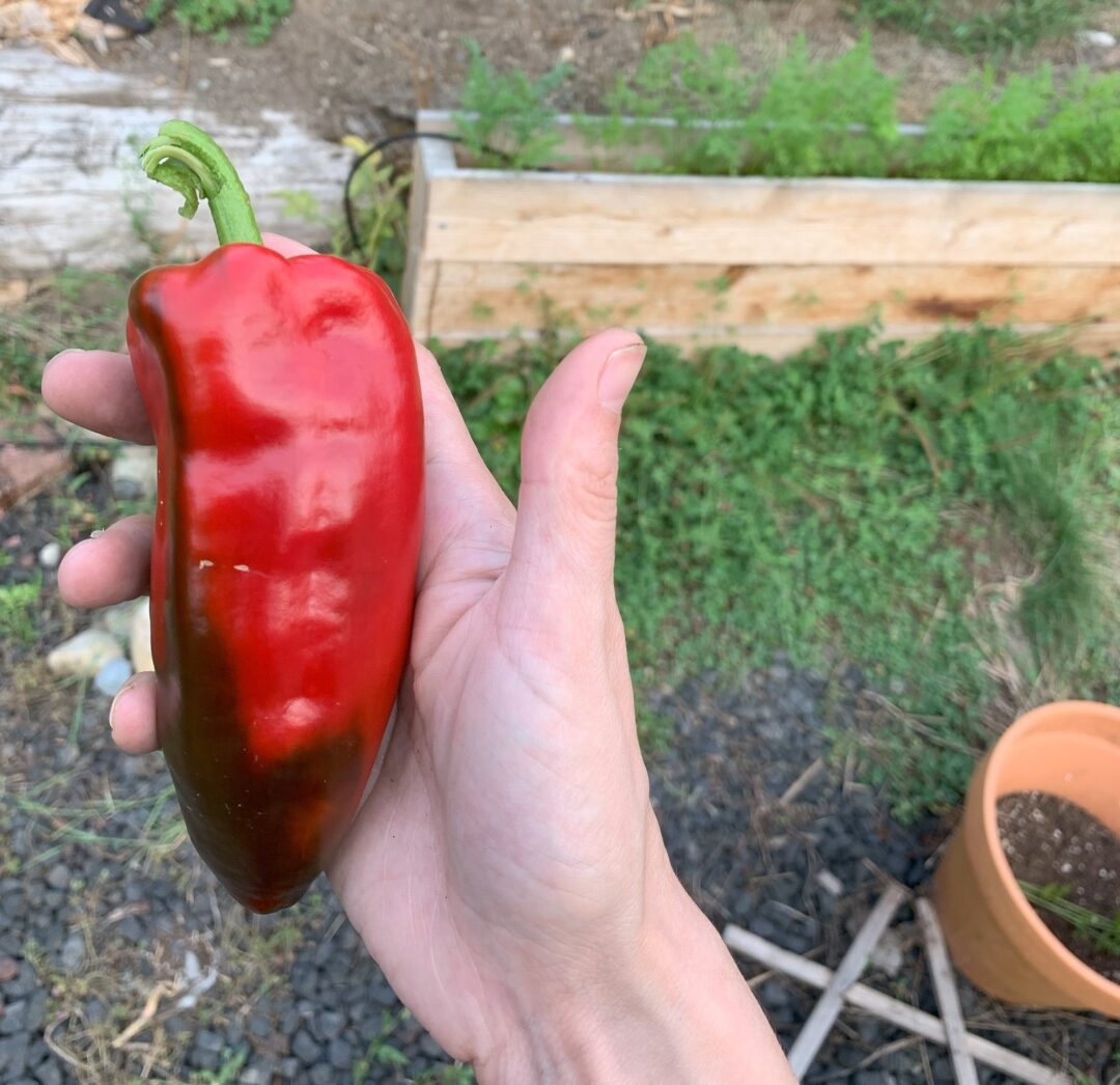 A hand holding a large, red Ajvarski pepper.