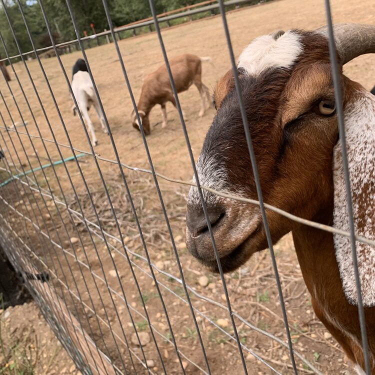 A brown and white goat looking through a wire fence.