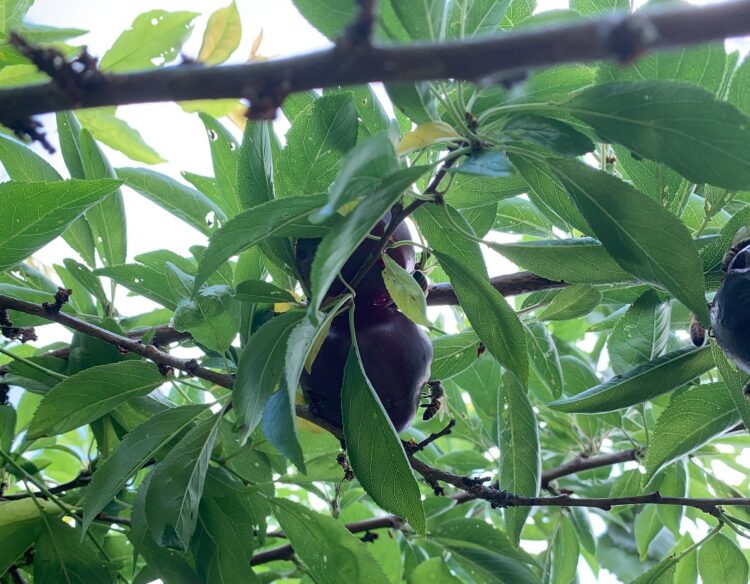 A large, ripe plum with honeybees crawling on it, hanging from a branch.