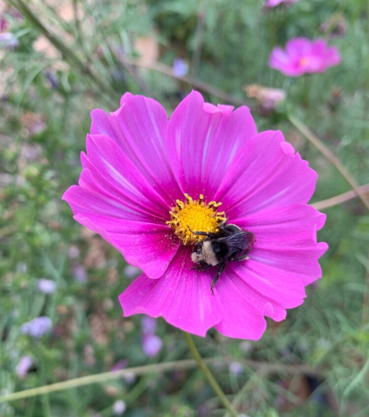 A bumblebee enjoying a bright pink Cosmos flower.
