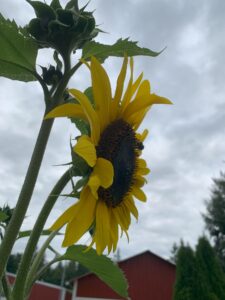 A large sunflower bloom against a cloudy grey sky.