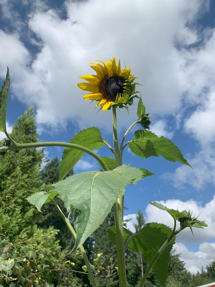 A bright sunflower growing tall towards the sky.