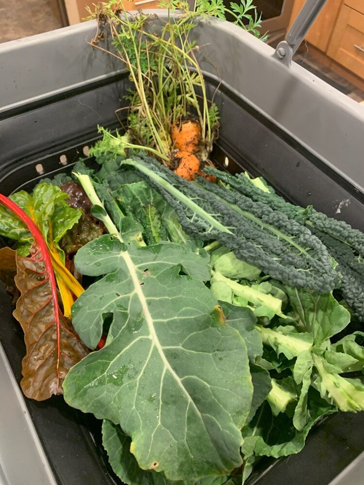 An assortment of freshly harvested leafy greens.