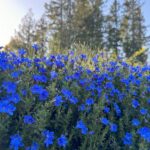 Vivid blue wildflowers against a blue and sun-filled sky.