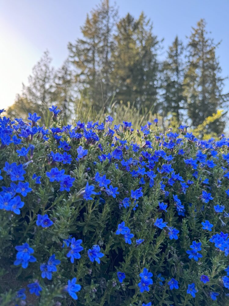 Vivid blue wildflowers against a blue and sun-filled sky.