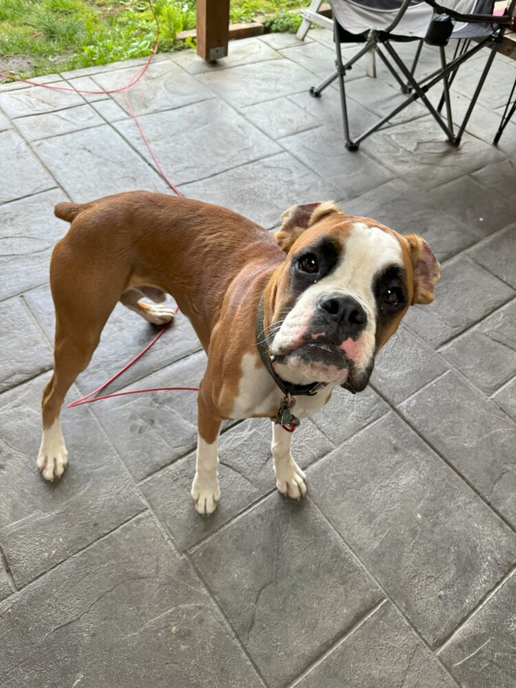 A brown and white Boxer puppy tilting his head inquisitively.