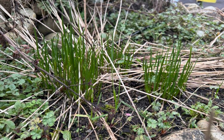 Bright green chives shooting out of the soil.