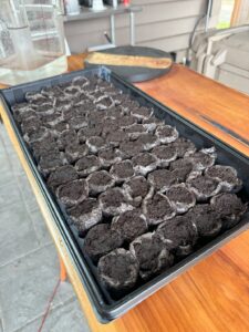 A large tray of indoor seedling starts in soil.