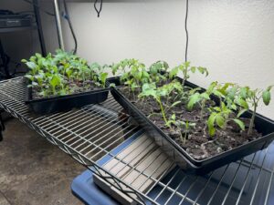 Two trays of young plants growing indoors.